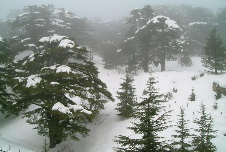 Lebanon: New Hunting Regulations on the Way